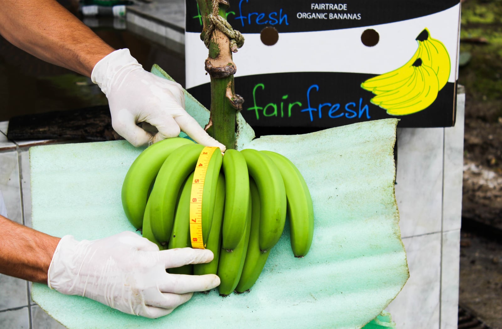 Kvalitetskontroll av bananer hos odlare